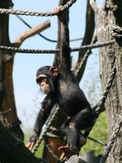 Schimpansen-2.jpg